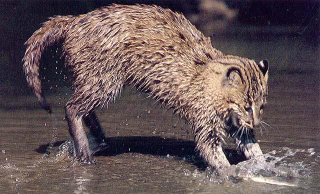 Illustration for article titled Caturday - Prionailurus viverrinus Edition